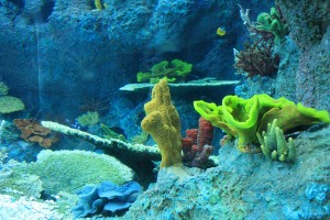 Разнообразието на корали беше огромно.